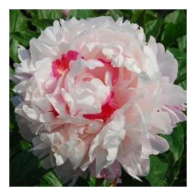 Paeonia herbaceous Fen Chi Jin Yu (tube) Пион травянистый Весенний Снег