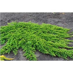 Juniperus horizontalis 'Prince of Wales'	C2 20-25 cm