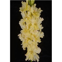 Гладиолус крупноцветковый Золотой Запас