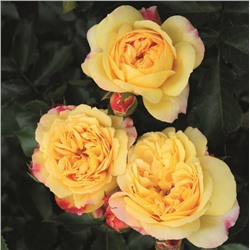 Rosa floribunda Lampion