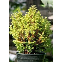 Chamaecyparis pisifera 'Spaans Cannonball' 20-25 cm cont. 3,0L