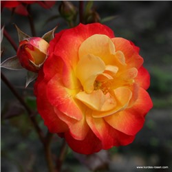Rosa floribunda Firebird