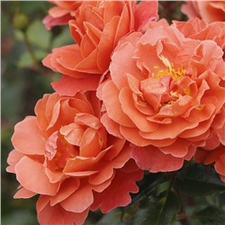 Rosa floribunda Theodor Fontane Rose