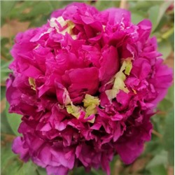 Paeonia tree Fei yan ling kong Полет ласточки