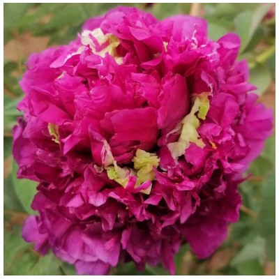 Paeonia tree Fei yan ling kong Полет ласточки