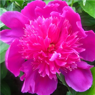 Paeonia herbaceous Yin Xian Xiu Hong Pao (tube) Пион травянистый Розовый Будда