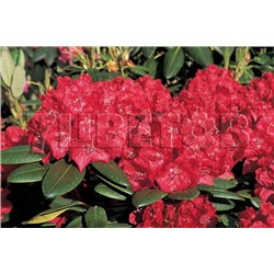 Rhododendron hybriden Busuki 25-30 см
