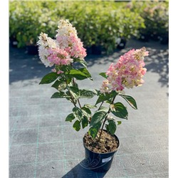Гортензия метельчатая (Hydrangea paniculata `Petite Lantern`)	С 3