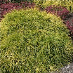 Chamaecyparis pisifera 'Sungold' 25-30 cm cont. 3,0L