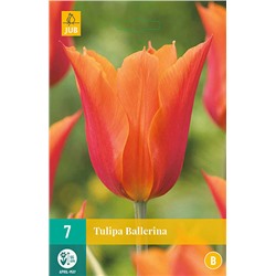 Tulipa Ballerina * 11/12 * 7 шт
