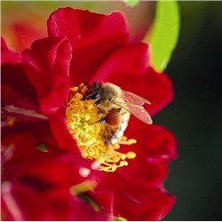 Rosa groundcover Bienenweide Rot