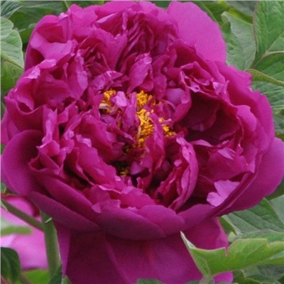 Paeonia tree Zhong Sheng Zi (tube) Фиолетовый