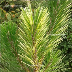 Pinus thunbergii var. corticosa 'Kajima Nishiki' - C2 - 30/40