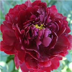 Paeonia herbaceous Hei Hai Bo Tao (tube) Пион травянистый Черный Жемчуг