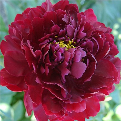 Paeonia herbaceous Hei Hai Bo Tao (tube) Пион травянистый Черный Жемчуг