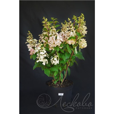 Гортензия метельчатая (Hydrangea paniculata `Candlelight`)	С 10