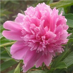 Paeonia herbaceous Lan Ju (tube) Пион травянистый Голубая Хризантема