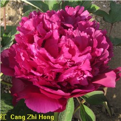 Paeonia tree Cang Zhi Hong (tube)  Пион древовидный Тайная Страсть