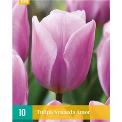 Synaeda Amor [11/12] 10шт
