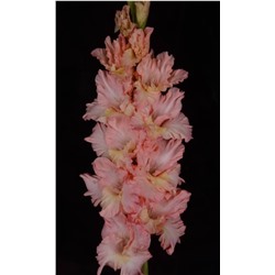 Гладиолус крупноцветковый На Сопках Маньчжурии