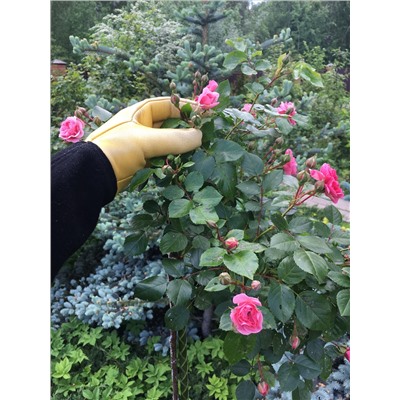 Садовые перчатки для роз GOLD LEAF "TOUGH TOUCH" женские (7-7,5р) маломерят