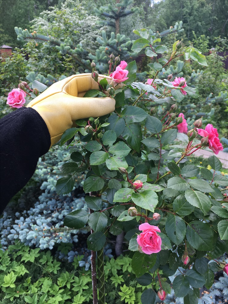 Садовые перчатки для роз GOLD LEAF 