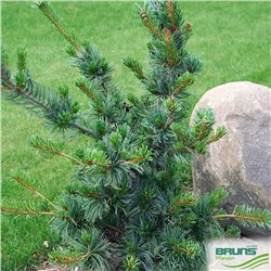 Pinus parv. 'Negishi'	C3/P19 25-30 CM