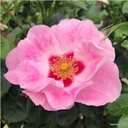 Rosa floribunda See You In Rose