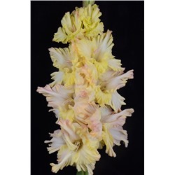 Гладиолус крупноцветковый Тройной Тулуп