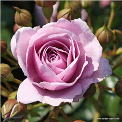Rosa floribunda Nautica