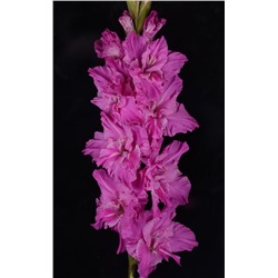 Гладиолус крупноцветковый Неоновое Сияние