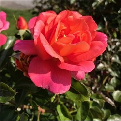 Rosa floribunda Shanty