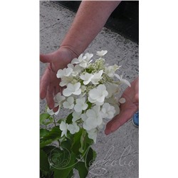Гортензия метельчатая (Hydrangea paniculata `Levana`)	С 3
