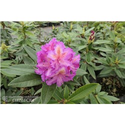 Rhododendron hybriden Klenová