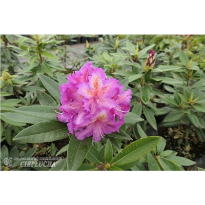Rhododendron hybriden Klenová