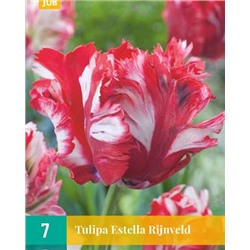 Estella Rijnveld [11/12] 7шт