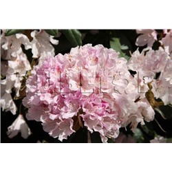 Rhododendron hybriden Cheer 25-30 см