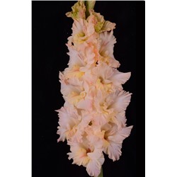 Гладиолус крупноцветковый Кантри