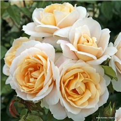 Rosa floribunda Lions-Rose