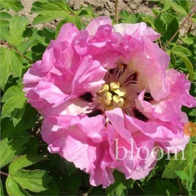 Paeonia rockii Fen zhuang nv (tube) Пион рока Девушка в розовом