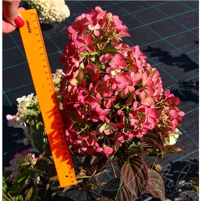 Гортензия метельчатая (Hydrangea paniculata `Diamant Rouge`)	С 7,5