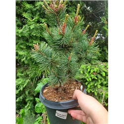 Pinus parv. 'Negishi' С 3 25-30