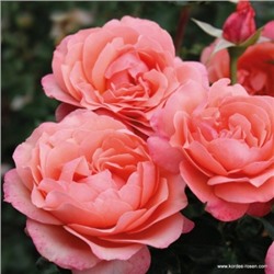 роза CORAL LIONS ROSE (штамб 80 см.)