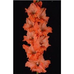 Гладиолус крупноцветковый Оранжевая Чума