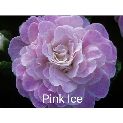 Примула Belarina Pink Ice, 1 шт.