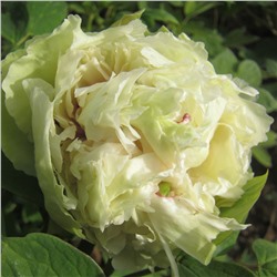 Paeonia tree Dou lv (tube)  Пион древовидный Зеленые Бобы