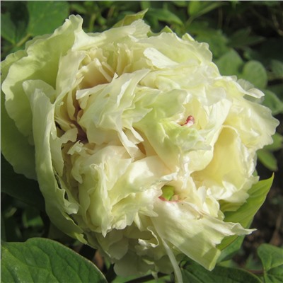 Paeonia tree Dou lv (tube)  Пион древовидный Зеленые Бобы