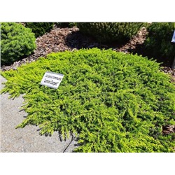 Juniperus communis 'Lemon Carpet'	C2 20-25 cm