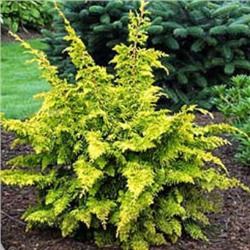 Chamaecyparis obtusa 'Fernspray Gold'	C2 20-25 cm