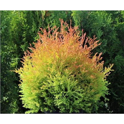 Thuja occidentalis 'Fire Chief' ®	C2 20-25 cm